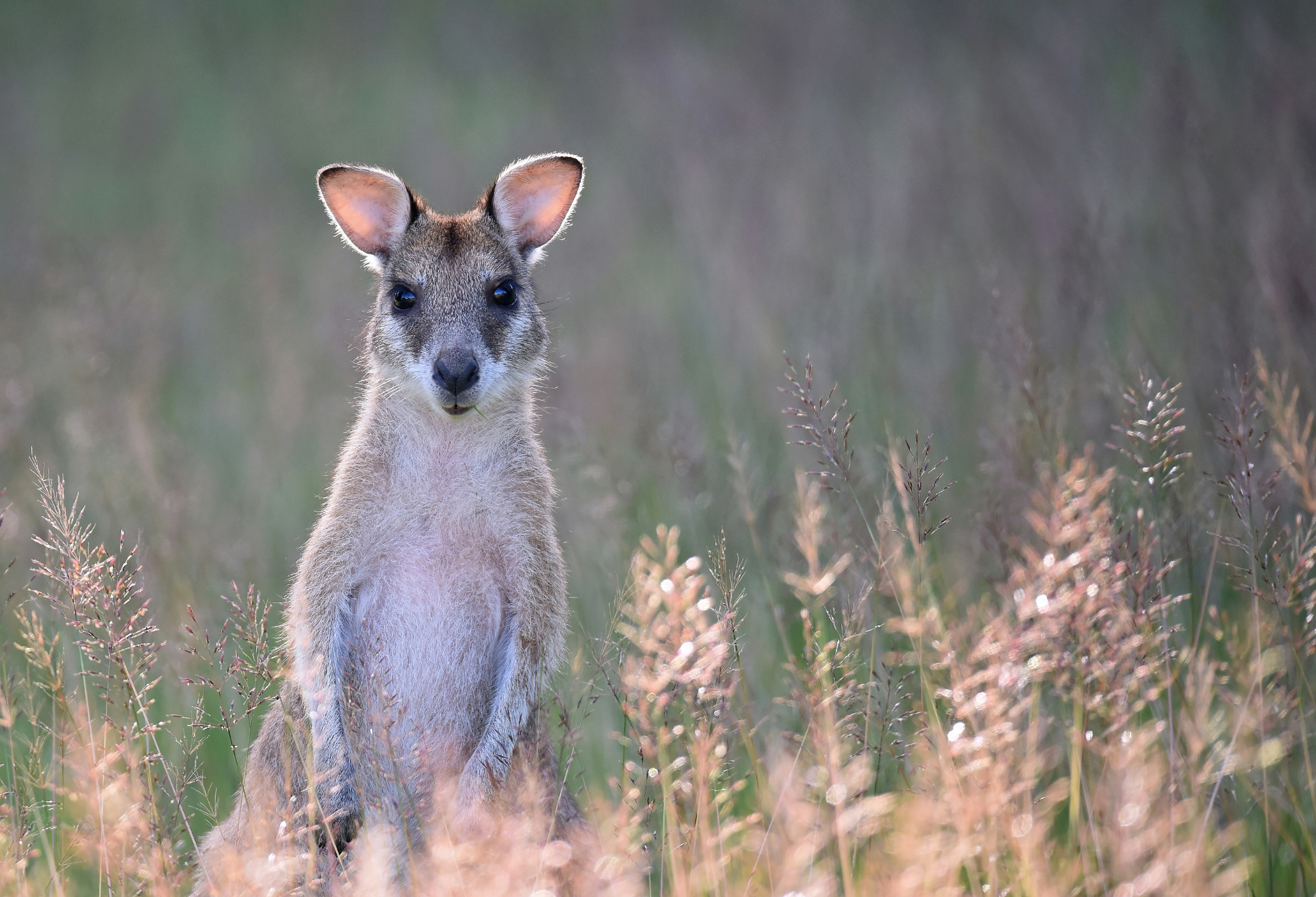 gray kangaroo on grass field